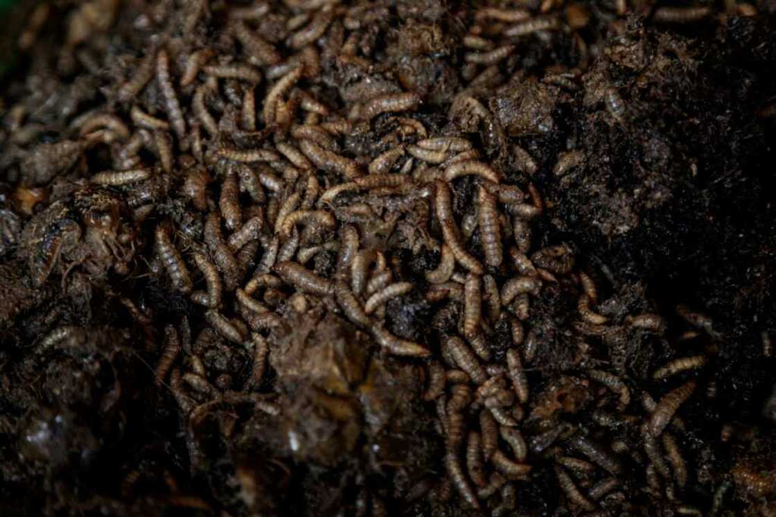 The larvae's powerful stomach enzymes turn food waste into fertiliser The larvae's powerful stomach enzymes turn food waste into fertiliser