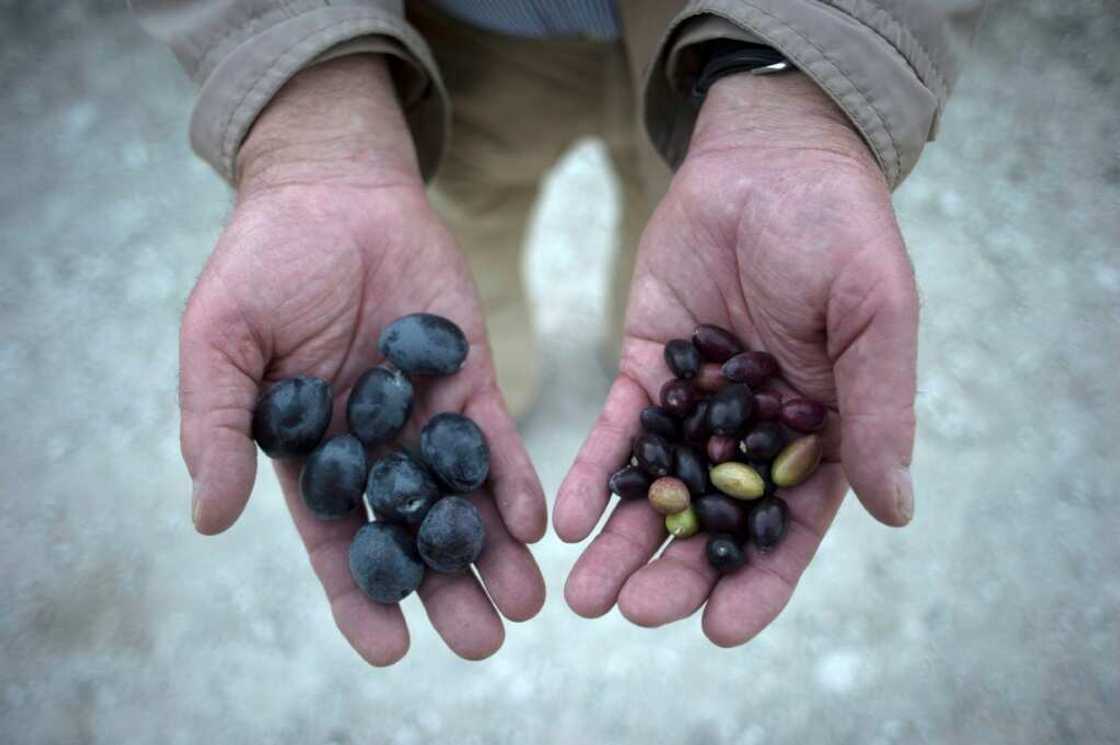 A farmer shows olives bearing the effects of drought (R) near Jaen in southern Spain