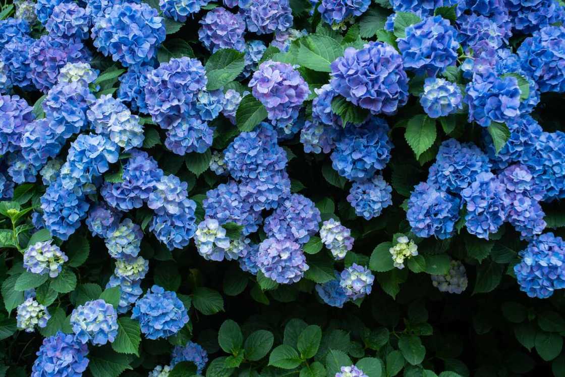 A collection of blue periwinkle flowers