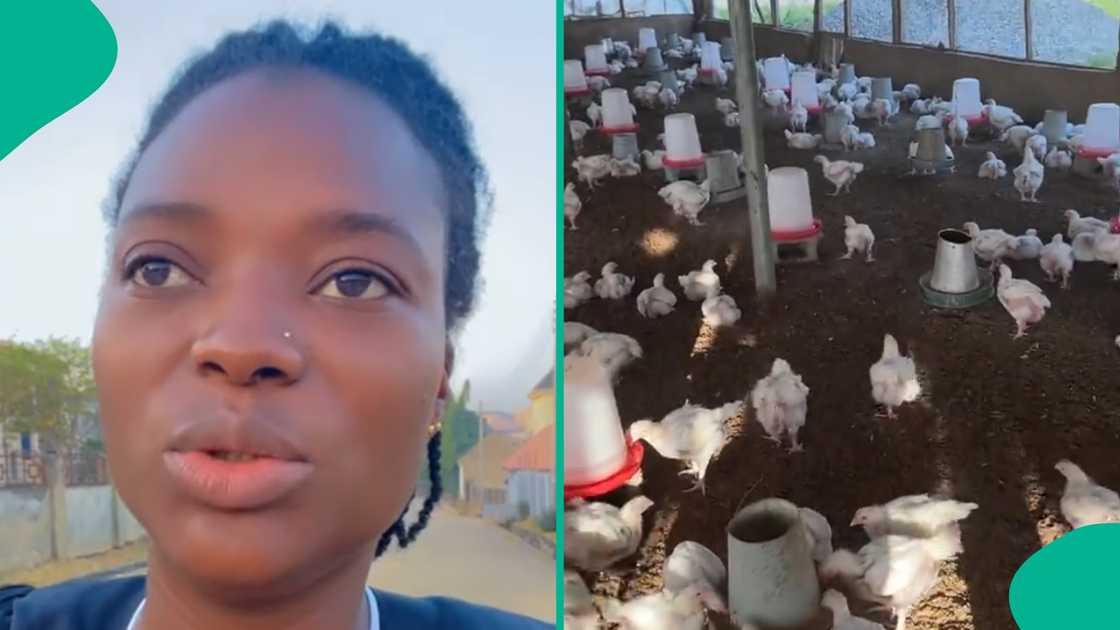 Nigerian lady who runs a poultry farm reacts as her worker quits his job.