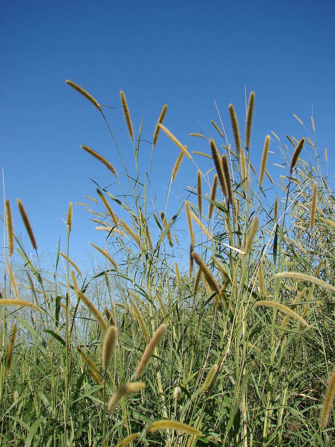 Pennisetum purpureum