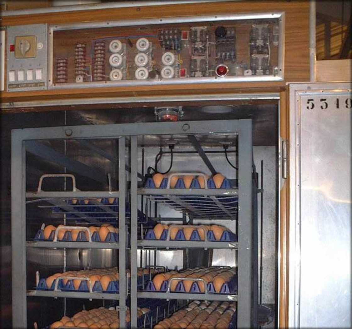 Incubator for poultry Incubator for poultry