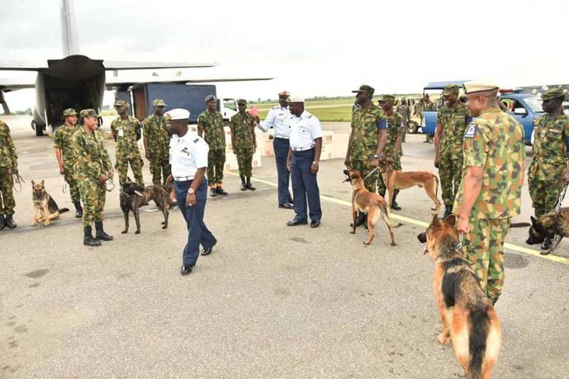 Yaki da Boko Haram: Rundunar Sojan sama ta sayi kwararrun karnuka guda 21 (Hotuna)