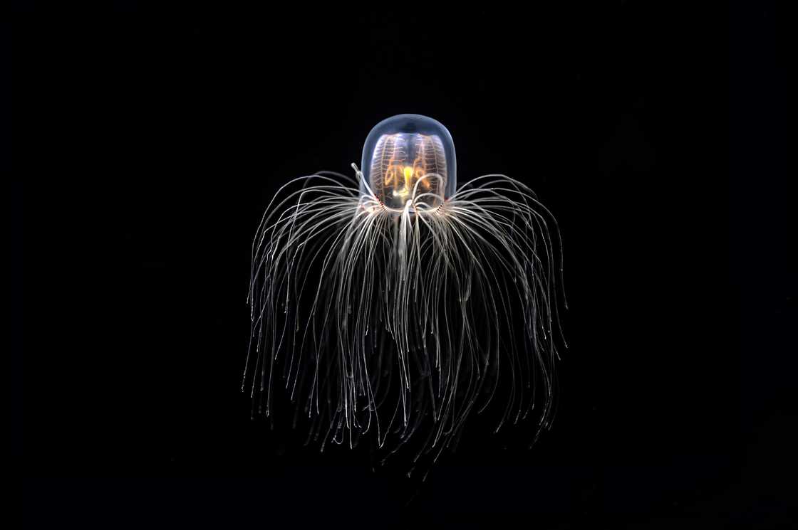 Immortal Jellyfish pictured in deep sea.