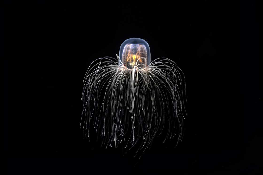Immortal Jellyfish pictured in deep sea. Immortal Jellyfish pictured in deep sea.