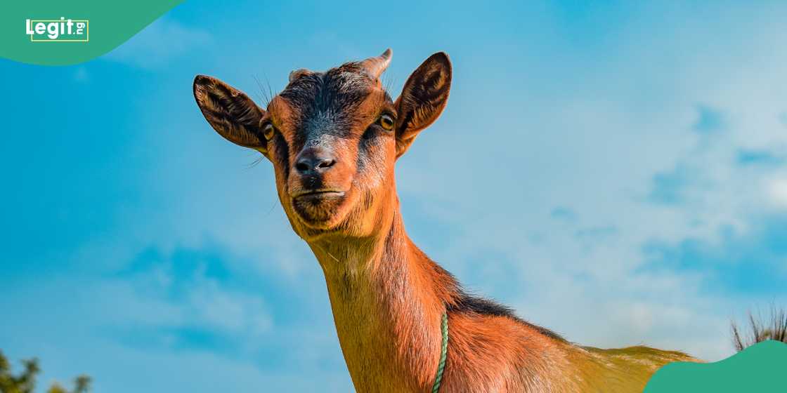 Kano man recorded self with goat Kano man recorded self with goat