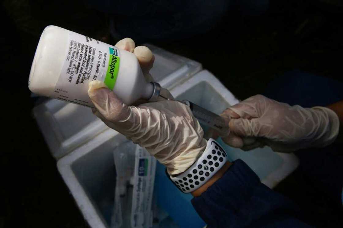 A veterinarian prepares a livestock vaccine for foot-and-mouth disease in Indonesia's Lampung province A veterinarian prepares a livestock vaccine for foot-and-mouth disease in Indonesia's Lampung province