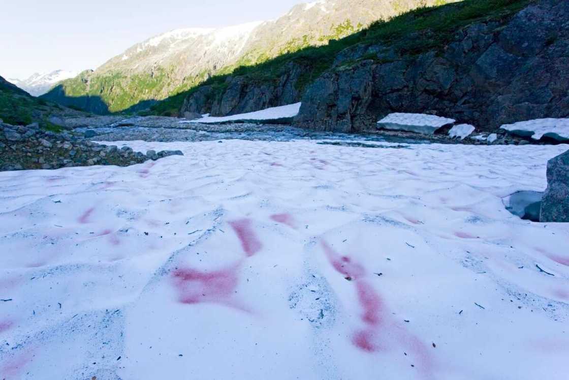 Watermelon snow