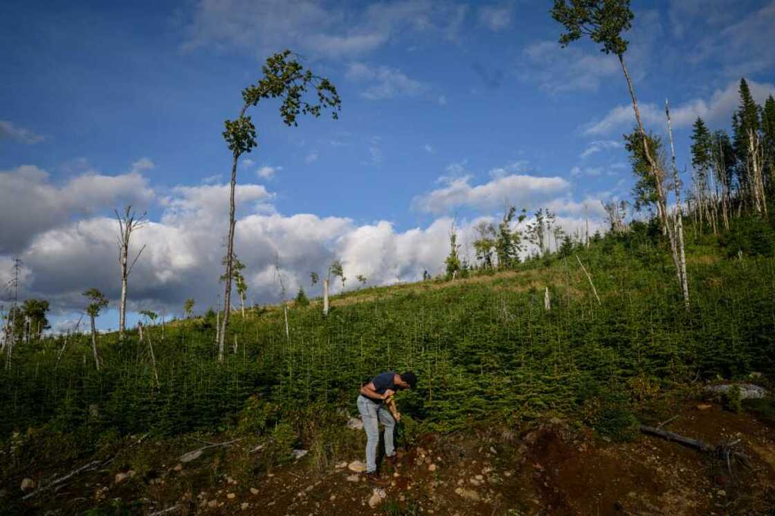 Canadian government researcher Yan Boulanger says the next generation must work to protect the boreal forest