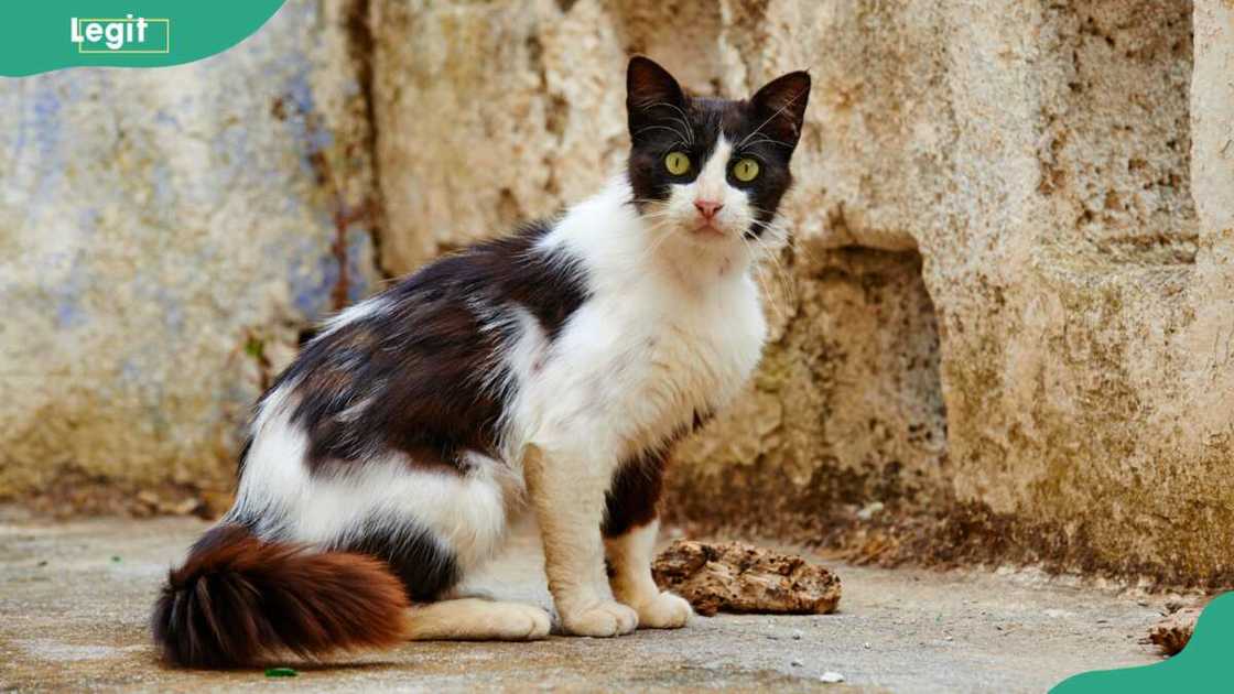 Greece, Dodecanese, Kos island cat sitting on the ground Greece, Dodecanese, Kos island cat sitting on the ground