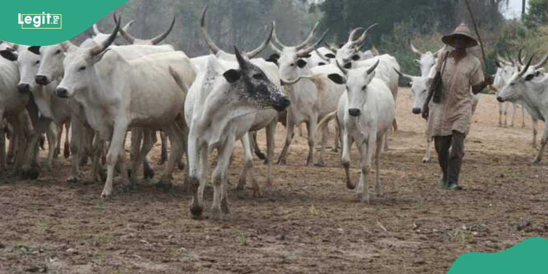OPC, Amotekun, others clash with herdsmen in Oyo OPC, Amotekun, others clash with herdsmen in Oyo