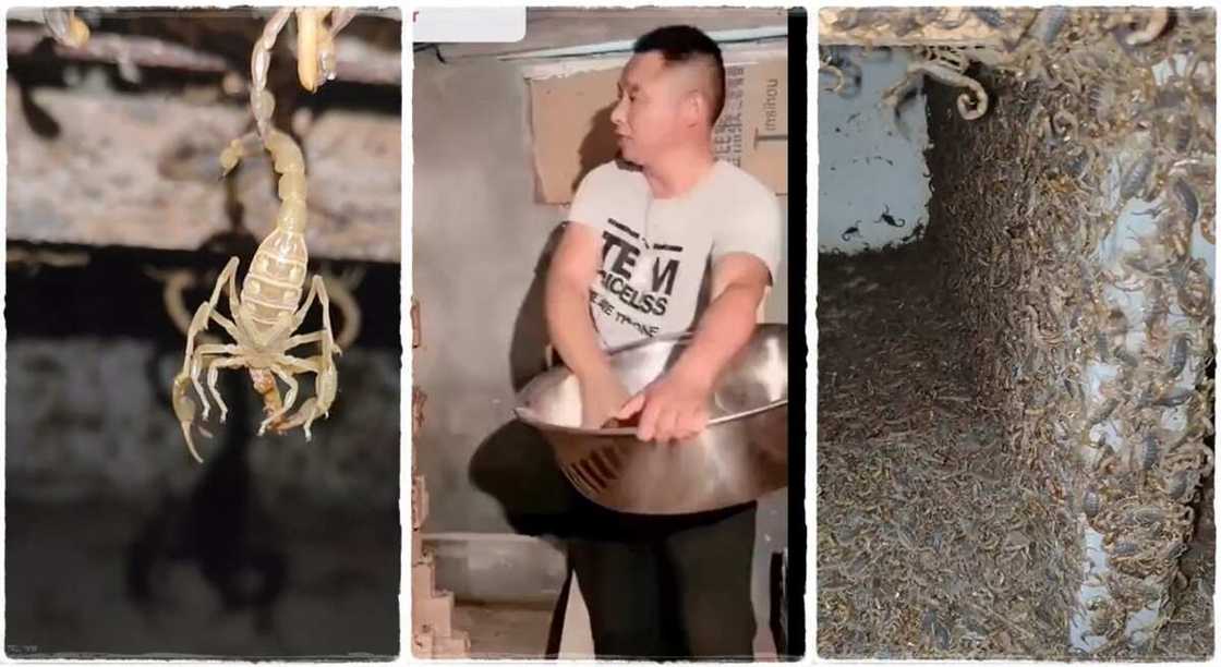 A man who owns scorpion farm feeds them. A man who owns scorpion farm feeds them.