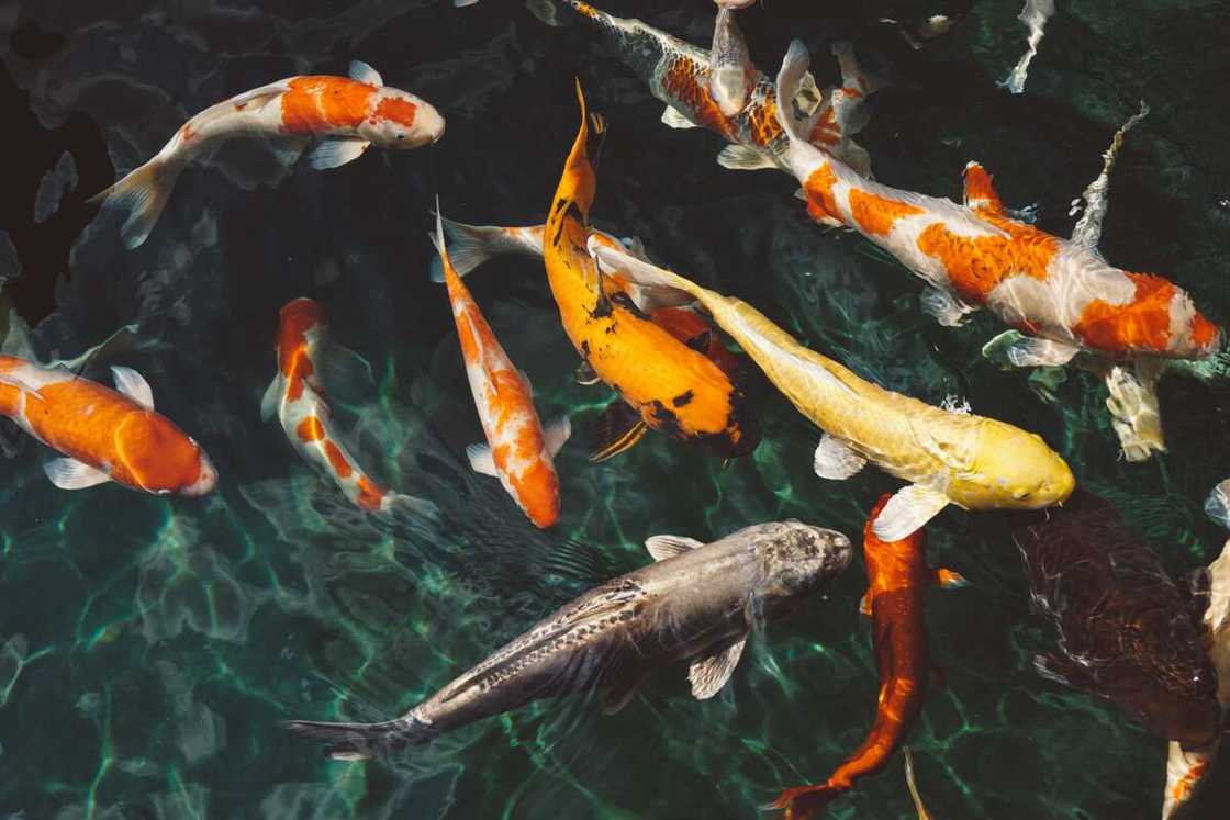 do fish need to drink water do fish need to drink water