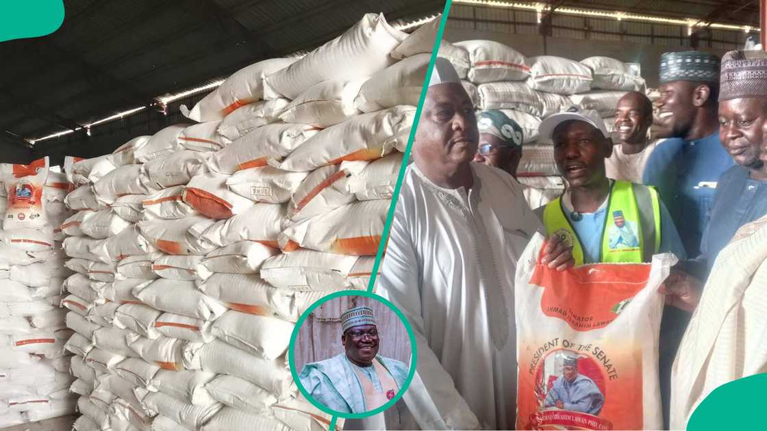 Ramadan: Ex-Senate president, Lawan, disburses 17,000 bags of rice, millet in Yobe Ramadan: Ex-Senate president, Lawan, disburses 17,000 bags of rice, millet in Yobe