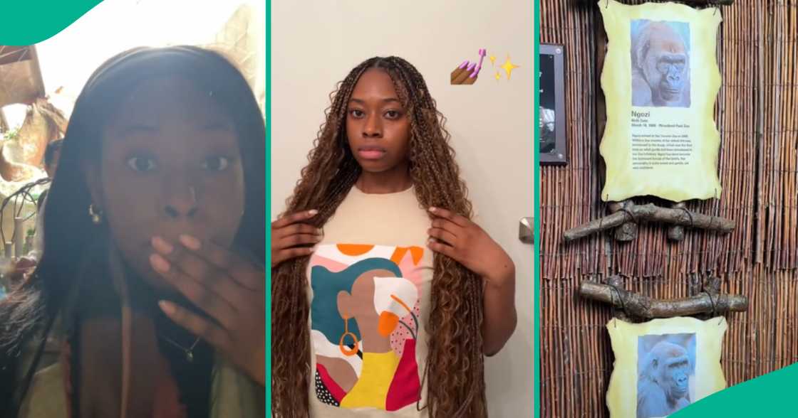 Lady thrilled to find gorillas "given Nigerian names" at Toronto zoo, her video goes viral Lady thrilled to find gorillas "given Nigerian names" at Toronto zoo, her video goes viral