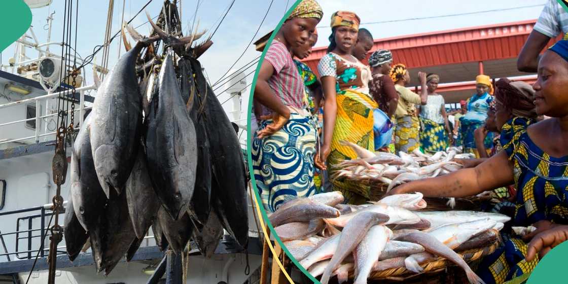 45% of Nigeria’s fish comes from abroad 45% of Nigeria’s fish comes from abroad