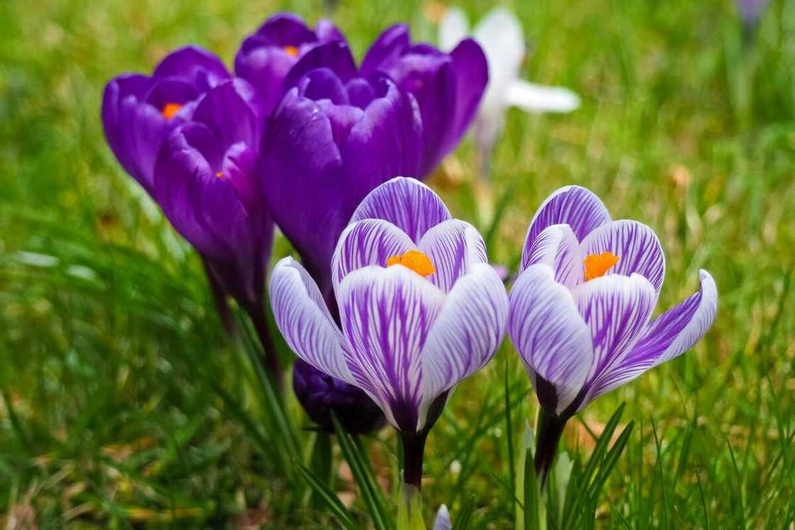 Crocus flowers in a green field