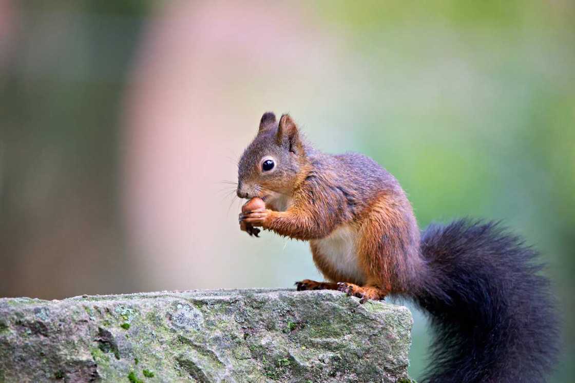 écureuil domestique écureuil domestique