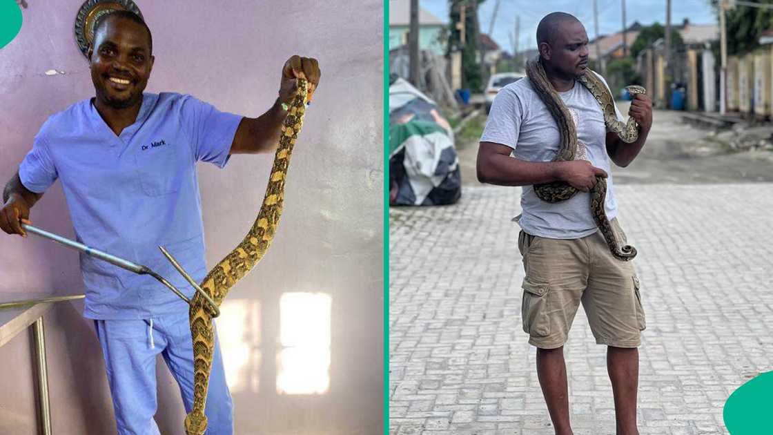 Snake expert shares 7 important ways one could keep snakes away from entering the house and compound