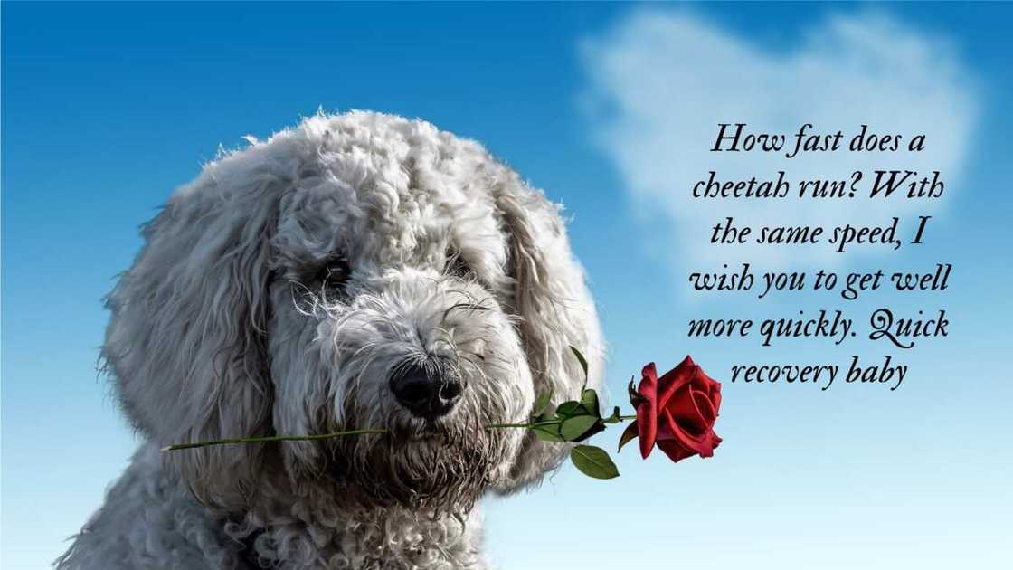 get well soon quotes get well soon quotes