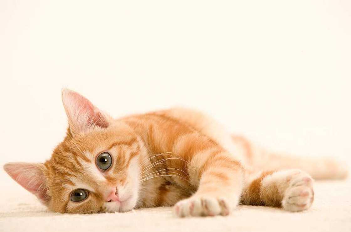 Chat Roux Chat Roux