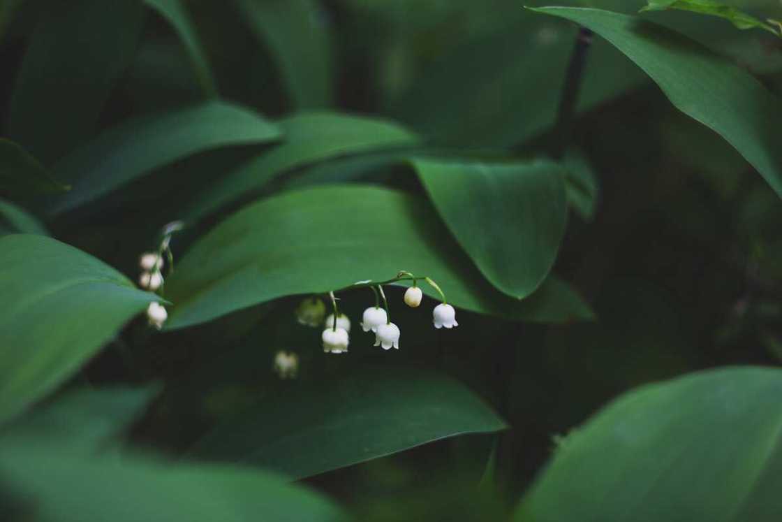 Lily of the valley is considered the key to love and happiness Lily of the valley is considered the key to love and happiness