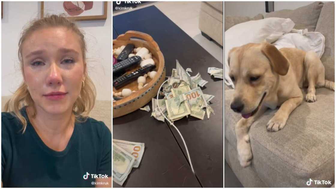 Dog and dollars/Lady cried over loss of money. Dog and dollars/Lady cried over loss of money.