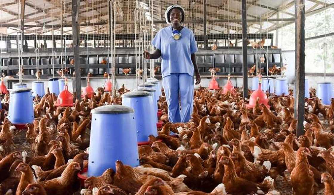 Poultry farmers Poultry farmers