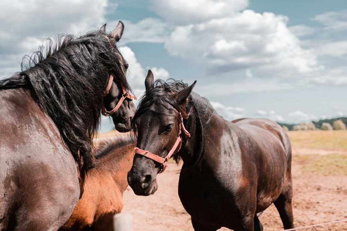 Good horse names