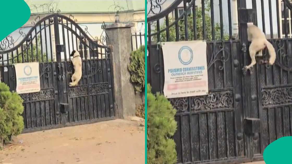 Man shares video of a dog entering compound with high jump. Man shares video of a dog entering compound with high jump.