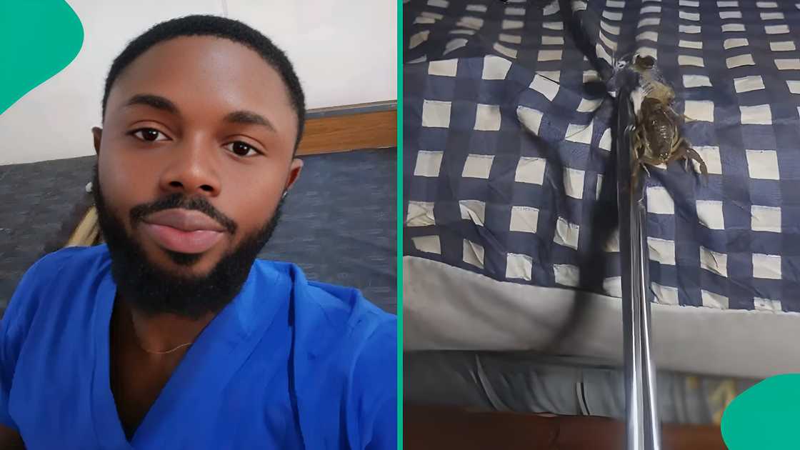 Man raises alarm online after finding a dangerous creature underneath his bed. Man raises alarm online after finding a dangerous creature underneath his bed.