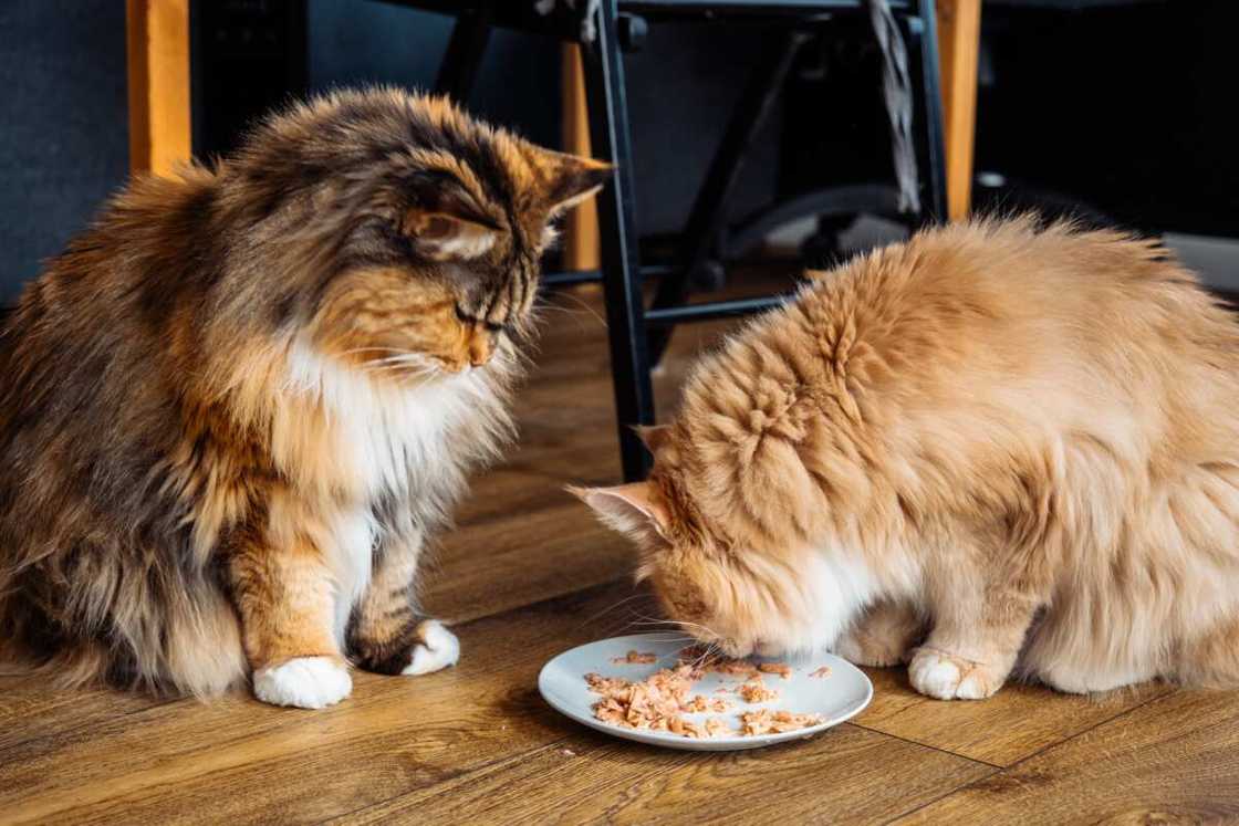 chaton le plus beau du monde le maine coon chaton le plus beau du monde le maine coon