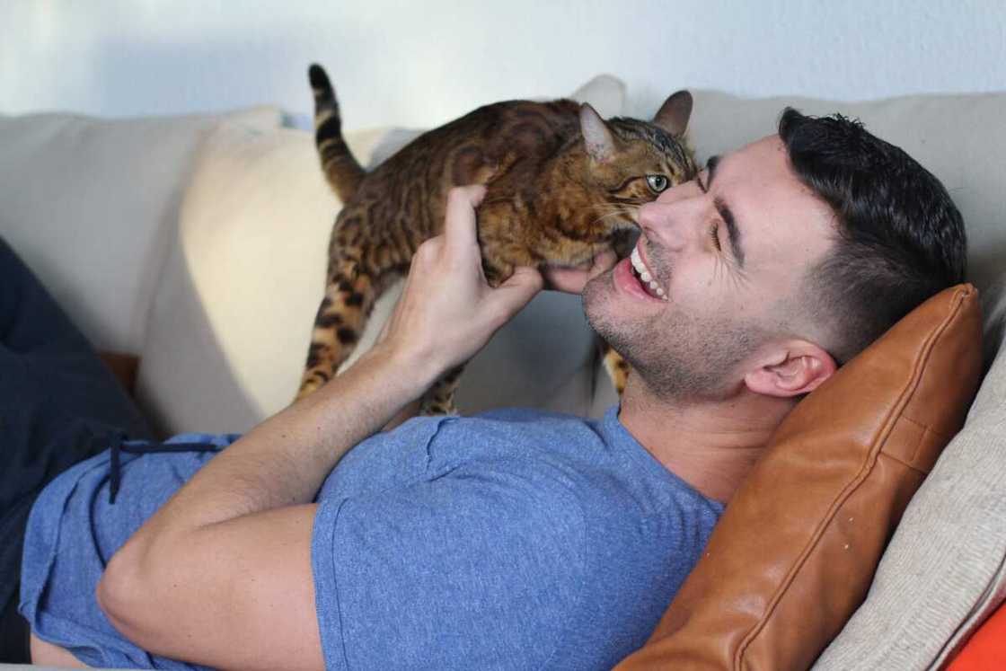 Les meilleurs mèmes de chat : drôles, mignons ou insolites Les meilleurs mèmes de chat : drôles, mignons ou insolites