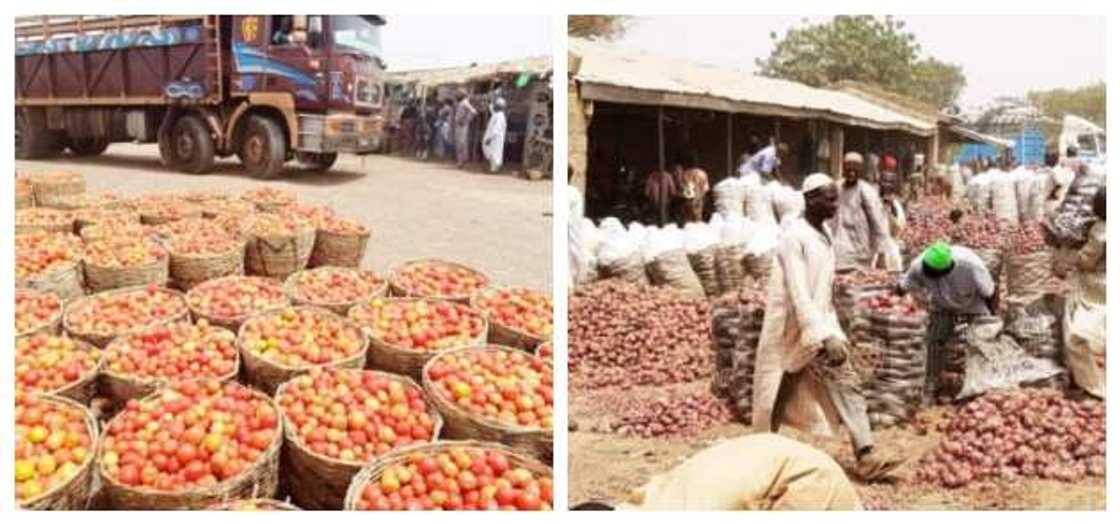 Food blockade: Fate turns against northern farmers as they lose big time in onion, tomato trade Food blockade: Fate turns against northern farmers as they lose big time in onion, tomato trade