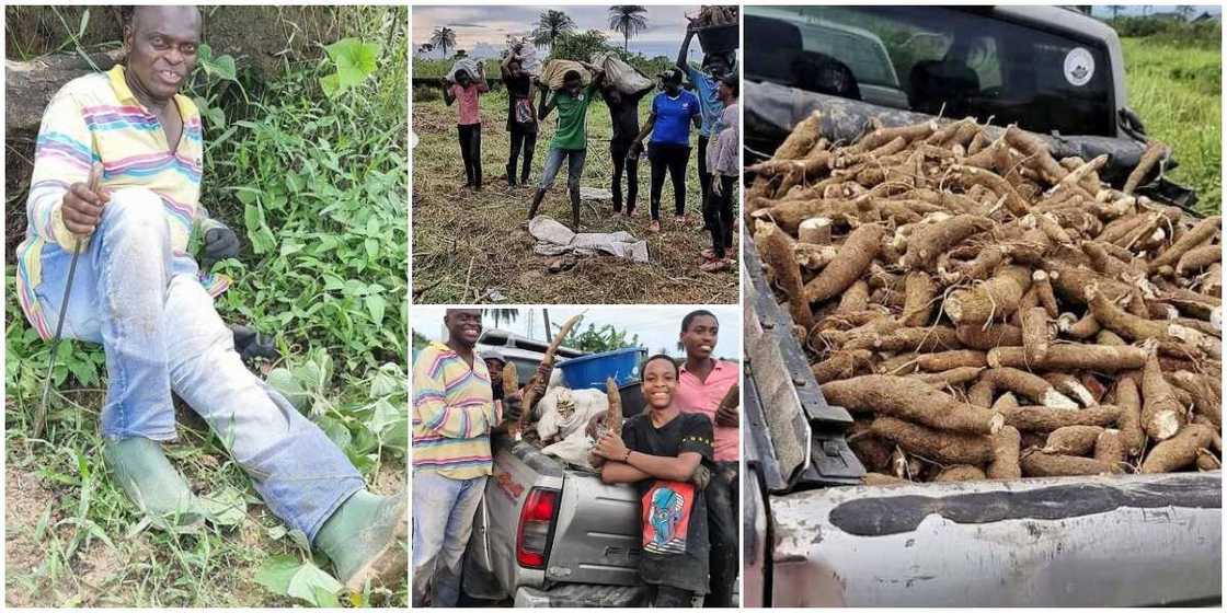 Nigerians react as government official storms farm with his family to harvest cassava Nigerians react as government official storms farm with his family to harvest cassava