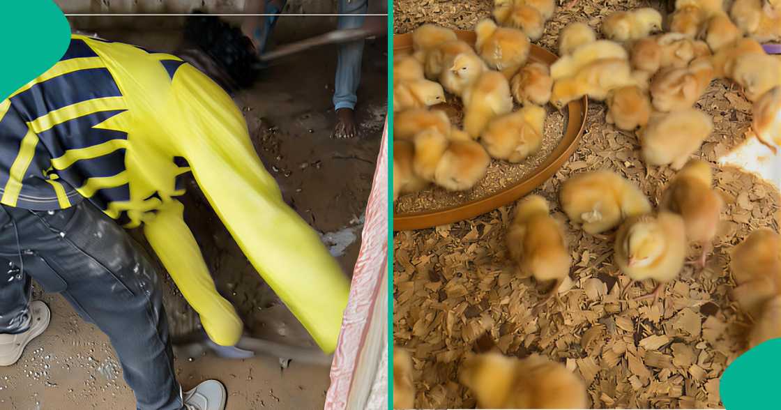 Poultry business in Nigeria/Days young chicks