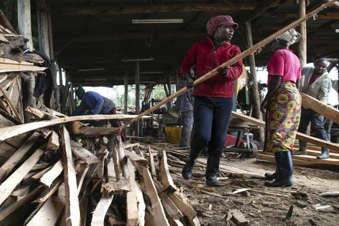 The ban was introduced at a time when Kenya's forests were being cleared at a rate of 5,000 hectares a year