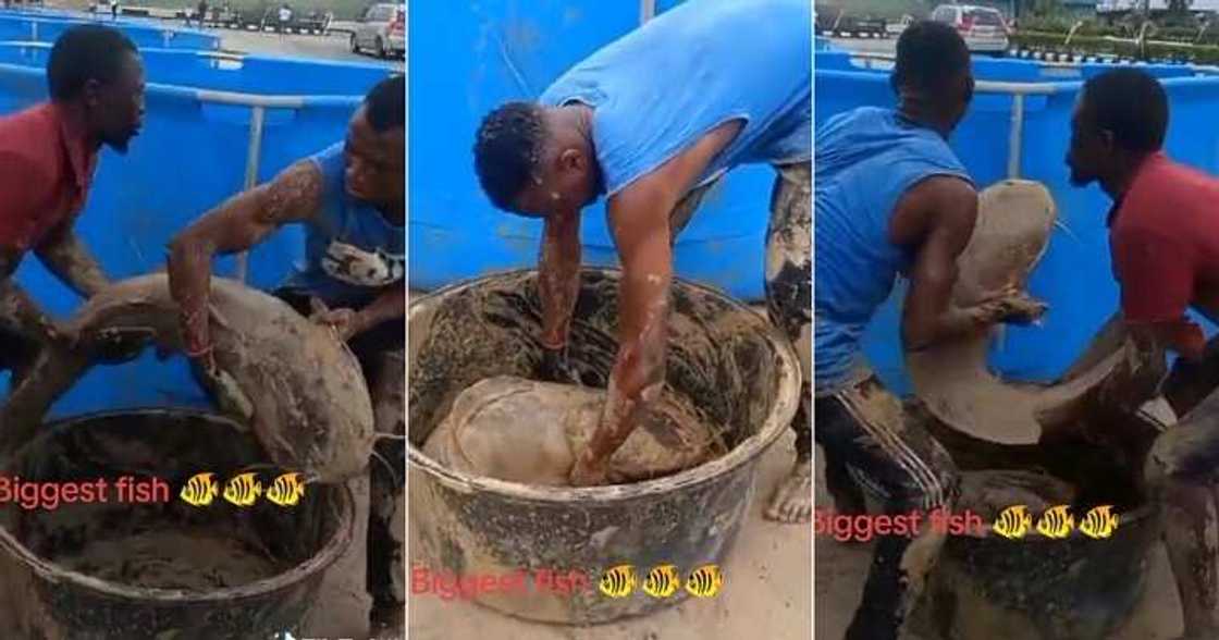 Nigerian fisherman shows off N2.5 million fish Nigerian fisherman shows off N2.5 million fish