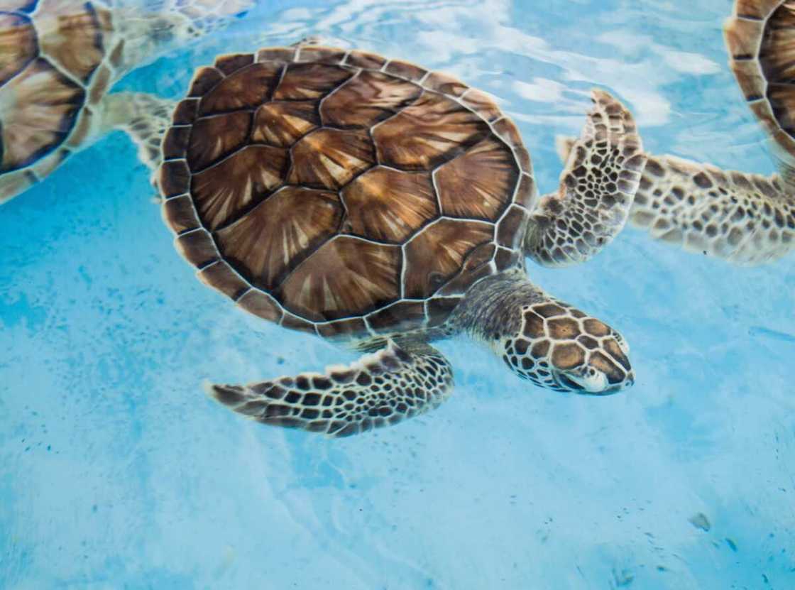 Funny turtle names Funny turtle names