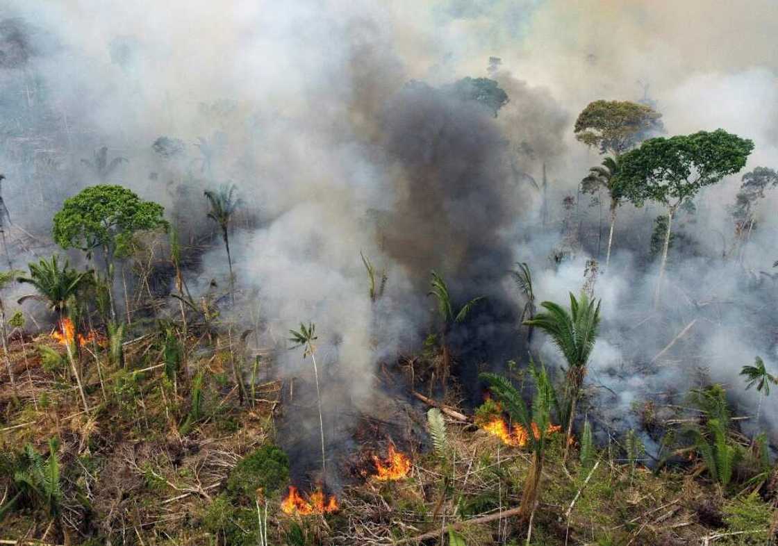 Habitat degradation from development and farming is one of the main drivers of wildlife loss Habitat degradation from development and farming is one of the main drivers of wildlife loss