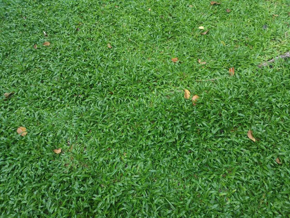 Axonopus Compressus grass on a lawn