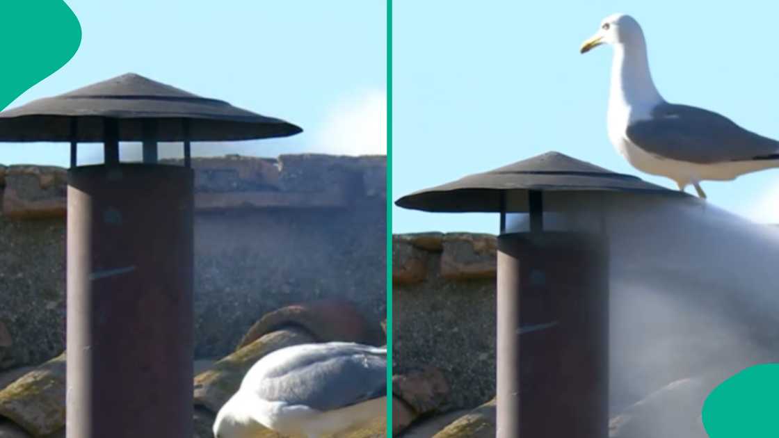 White smoke coming from the Vatican chimney. White smoke coming from the Vatican chimney.