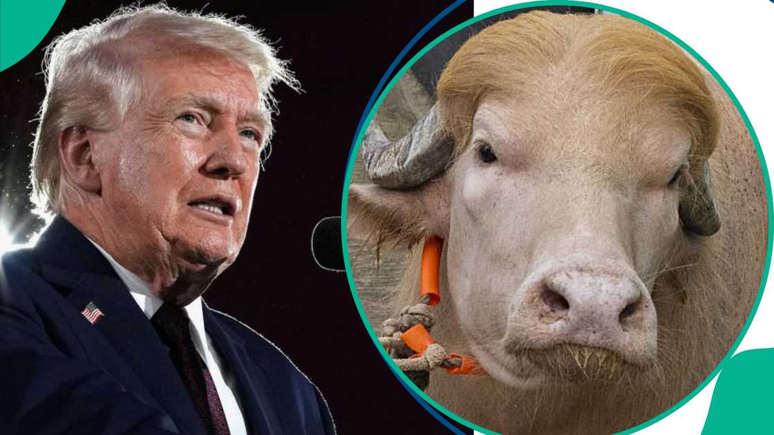 An fasa yanka saniyar da ke kama da Trump a Bangladesh An fasa yanka saniyar da ke kama da Trump a Bangladesh