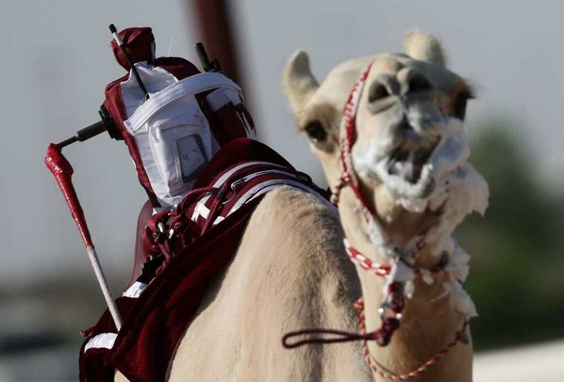 A camel with a robot attached to its back competes in a Qatar racing event in Al-Shahaniya, east of Doha A camel with a robot attached to its back competes in a Qatar racing event in Al-Shahaniya, east of Doha