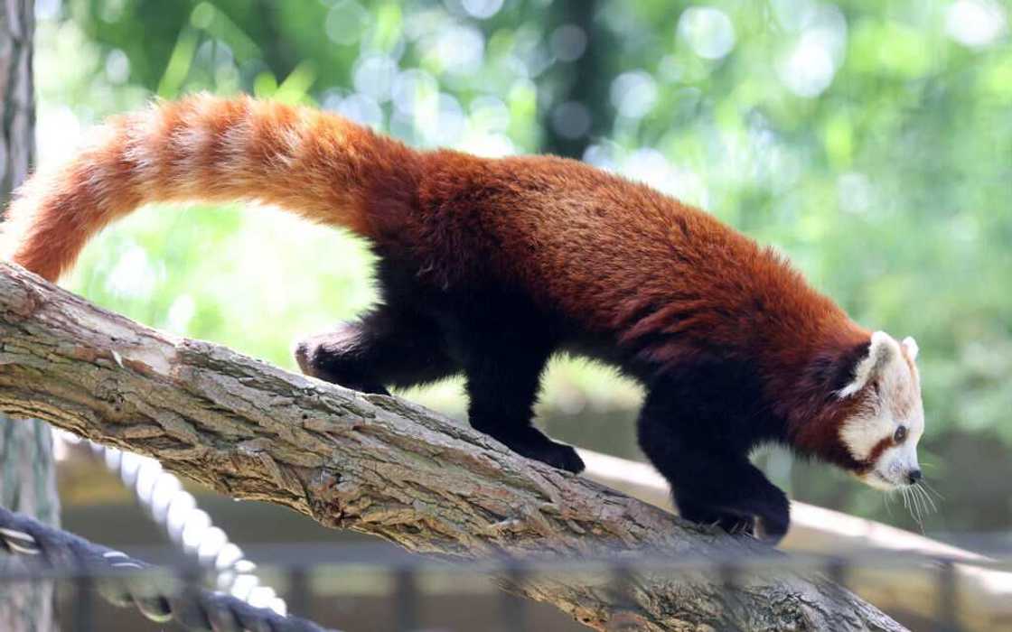 A red panda on a tree branch A red panda on a tree branch