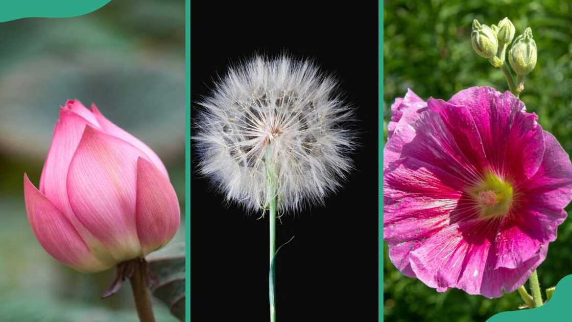 Different varieties of Chinese flowers