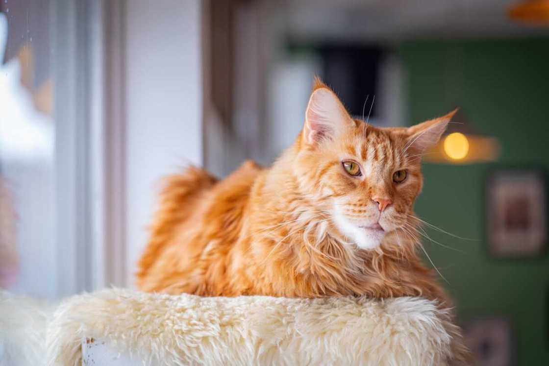 What cat is the rarest? What cat is the rarest?