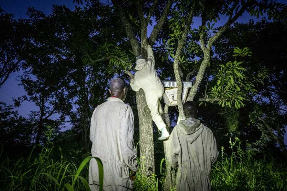 Nine years of civil war have hampered Central African Republic's honey-producing sector