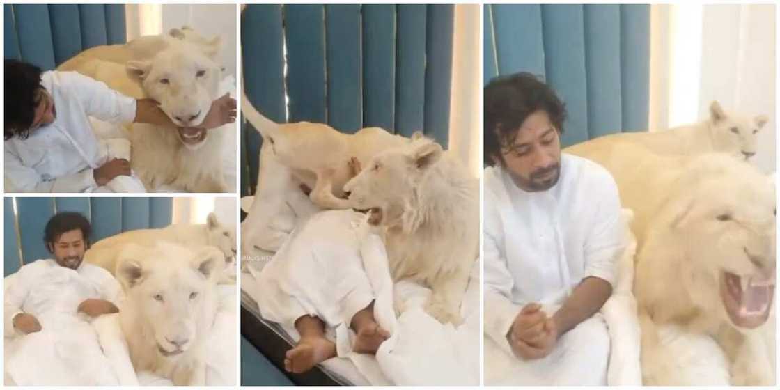 Man Plays with Two Lionesses on Bed, Puts his Arm into the Mouth of one of Them in Stunning Video, Many React Man Plays with Two Lionesses on Bed, Puts his Arm into the Mouth of one of Them in Stunning Video, Many React