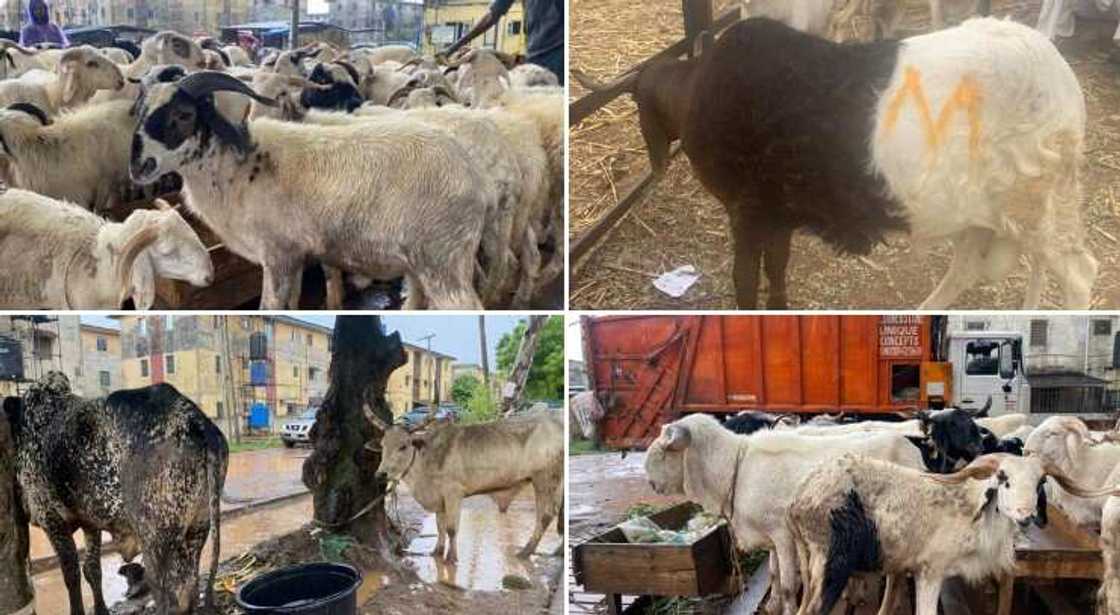 Tashin farashin raguna ya sa dillalai zulumi a Najeriya Tashin farashin raguna ya sa dillalai zulumi a Najeriya